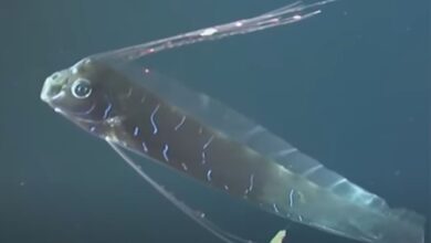 Benarkah kemunculan oarfish pertanda tsunami?