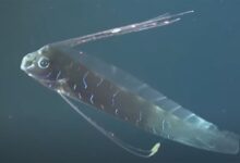 Mitos dan juga juga fakta mengenai ikan oarfish