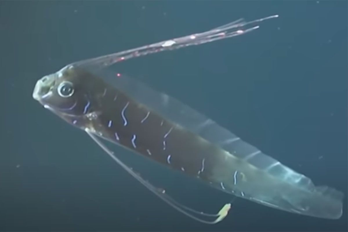 Mitos dan juga juga fakta mengenai ikan oarfish