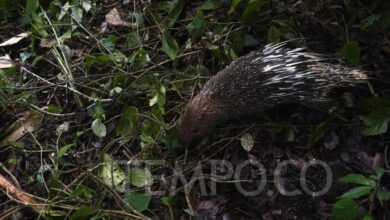 Berkaca dari Kasus Nyoman Sukena, Kenapa Landak Jawa Kategori Satwa Dilindungi?