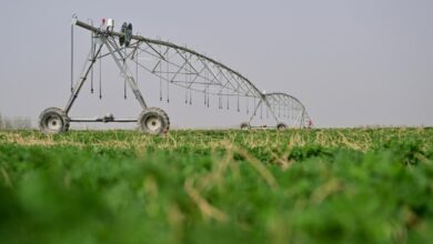 Upaya restorasi padang rumput di dalam area China cakup lahan seluas Belgia