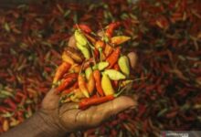 BI: Penurunan tarif cabai picu deflasi pada DIY pada Mei 2025