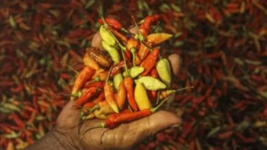 BI: Penurunan tarif cabai picu deflasi pada DIY pada Mei 2025