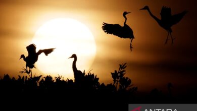 Spesies burung Australia rekor terbang nonstop 38 jam ke Papua Nugini