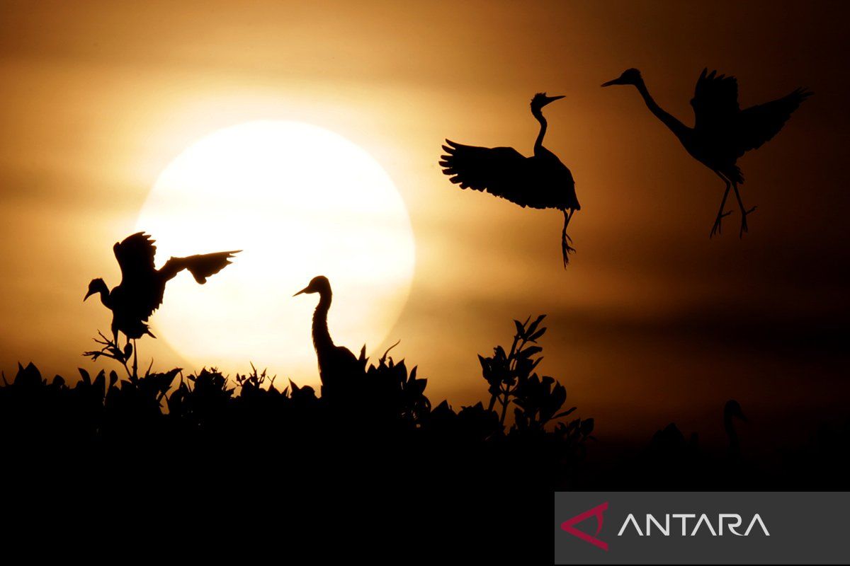 Spesies burung Australia rekor terbang nonstop 38 jam ke Papua Nugini