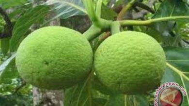 8 khasiat buah sukun untuk kemampuan fisik tubuh, apa saja?