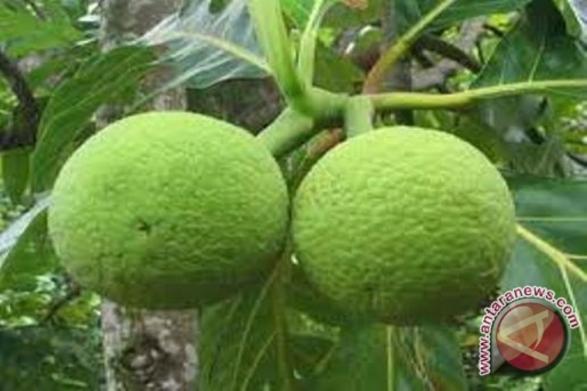 8 khasiat buah sukun untuk kemampuan fisik tubuh, apa saja?