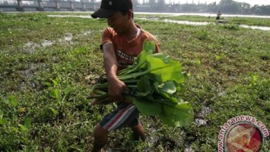 8 khasiat daun genjer untuk kondisi tubuh tubuh, telah ada tahu?