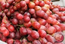 8 kegunaan buah anggur merah untuk kesehatan, termasuk cegah tumor ganas
