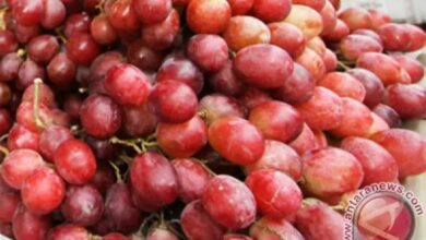 8 kegunaan buah anggur merah untuk kesehatan, termasuk cegah tumor ganas