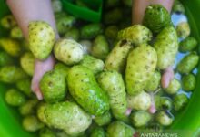 Antioksidan alami, ini khasiat mengkudu untuk kebugaran tubuh