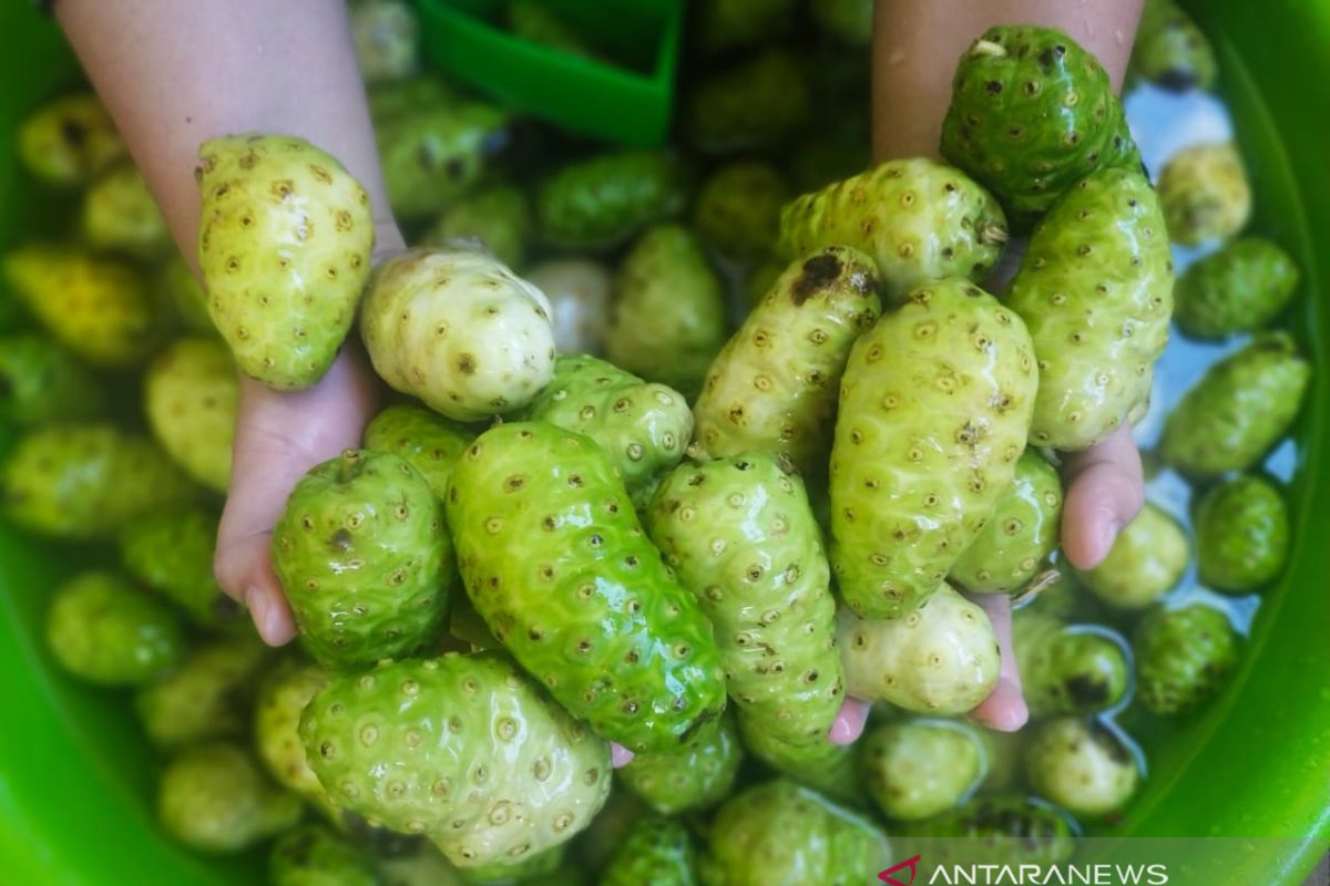 Antioksidan alami, ini khasiat mengkudu untuk kebugaran tubuh