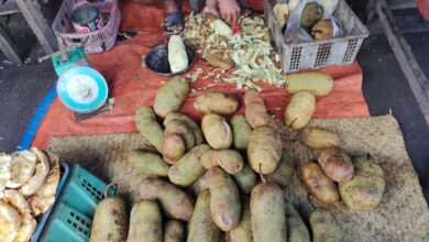 Jarang diketahui, ini 8 khasiat cempedak