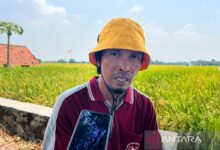 Harga baru menyulam harapan pada tempat wajah petani padi
