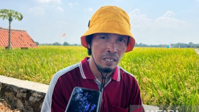Harga baru menyulam harapan pada tempat wajah petani padi