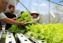 Pemkab Banyuwangi dorong lahirnya petani muda kreatif juga mandiri