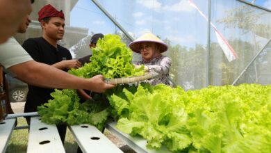 Pemkab Banyuwangi dorong lahirnya petani muda kreatif juga mandiri