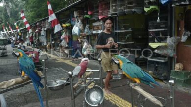 DKI kemarin, tukang jualan Pasar Binatang Barito hingga Taman Bendera Pusaka