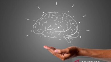 Mari mengenal apa semata bagian otak beserta fungsinya