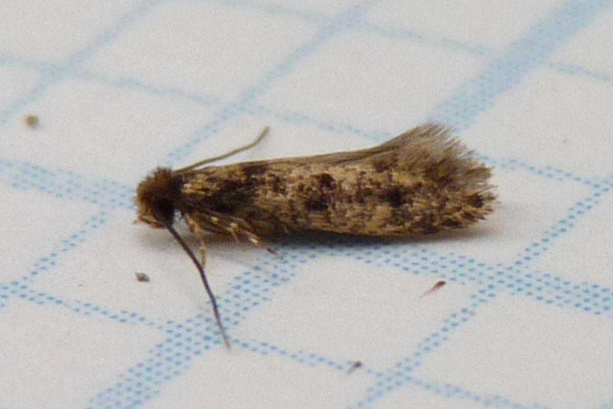 Apa itu kamitetap? Mengenal serangga kecil mirip larva pada rumah