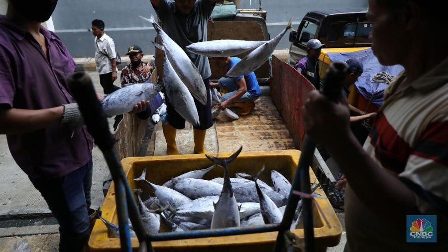 10 Ikan Mengandung Merkuri Tinggi, Apa Efeknya ke Tubuh?