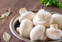 Benarkah jamur telah dilakukan ada pada bumi terpencil sebelum tumbuhan & hewan?