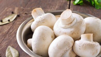 Benarkah jamur telah dilakukan ada pada bumi terpencil sebelum tumbuhan & hewan?