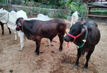 Bisa capai bobot 900 kg, ini fakta Sapi Gama hasil pengembangan UGM