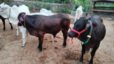 Bisa capai bobot 900 kg, ini fakta Sapi Gama hasil pengembangan UGM