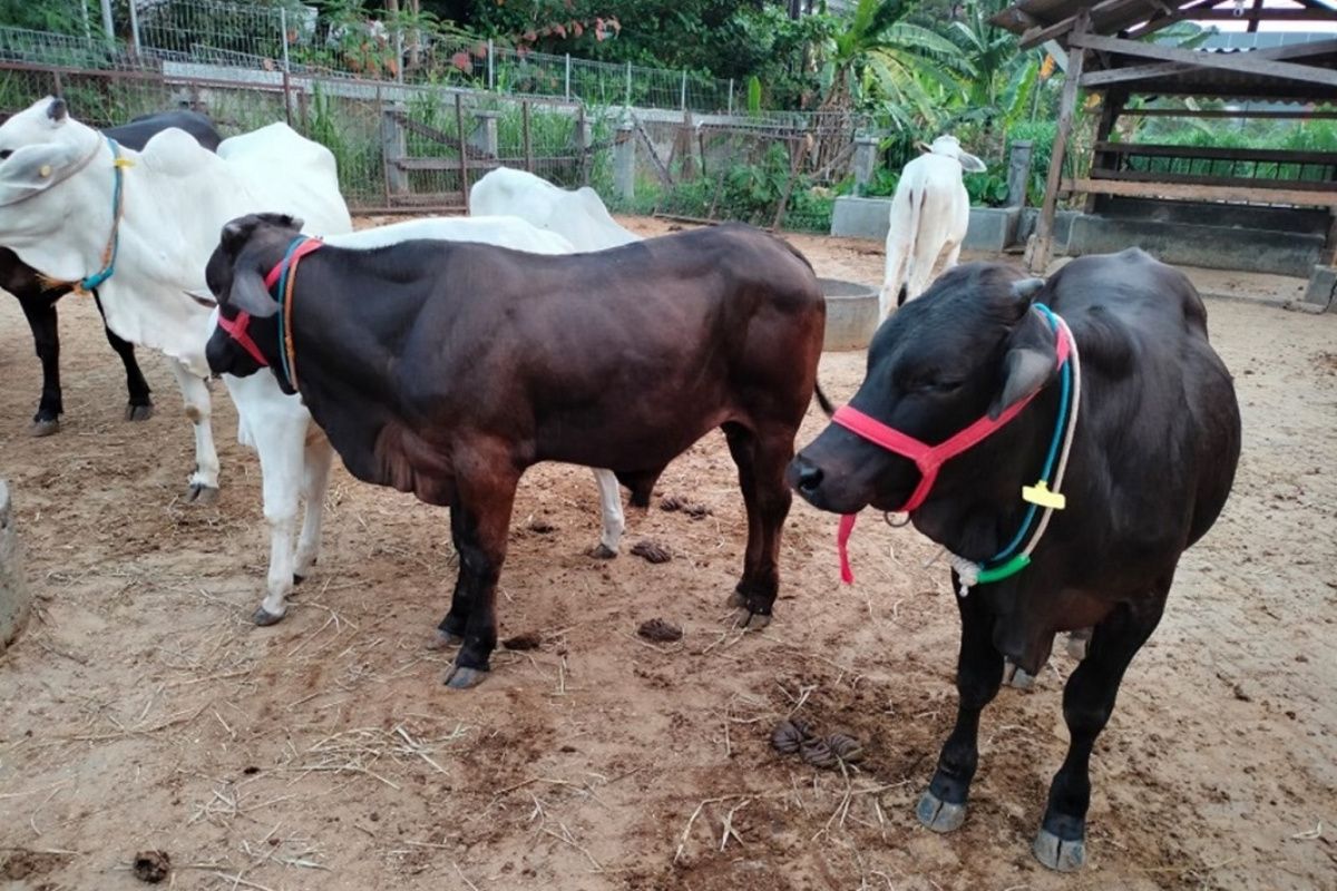 Bisa capai bobot 900 kg, ini fakta Sapi Gama hasil pengembangan UGM