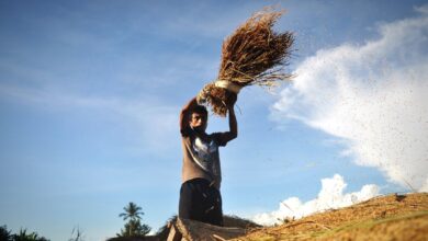 Mengenal Bobibos, substansi bakar dari jerami inovasi anak bangsa