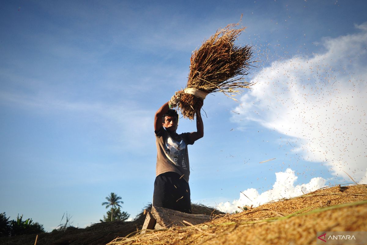 Mengenal Bobibos, substansi bakar dari jerami inovasi anak bangsa