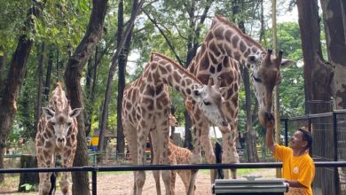 Rekomendasi wisata satwa Ibukota untuk akhir pekan