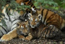 Harimau Amur tertua ke Negeri Sakura tertutup pada usia 20 tahun