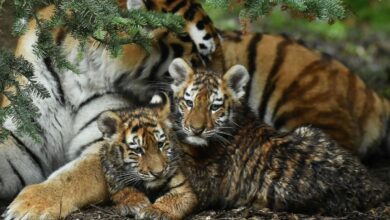 Harimau Amur tertua ke Negeri Sakura tertutup pada usia 20 tahun
