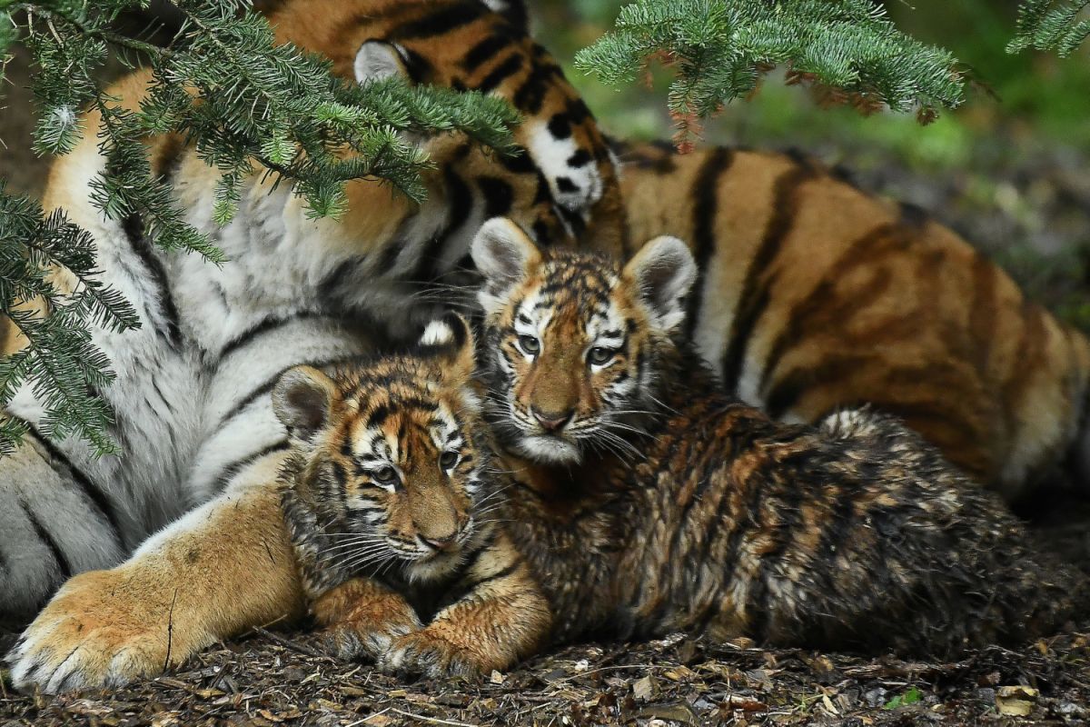 Harimau Amur tertua ke Negeri Sakura tertutup pada usia 20 tahun