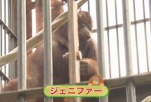 Orangutan Jennifer, Hayato pererat persahabatan Indonesia-Jepang