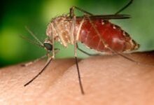 Sembilan tindakan hukum infeksi virus West Nile terkonfirmasi pada Belanda
