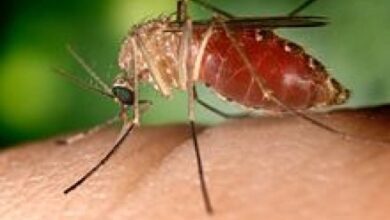 Sembilan tindakan hukum infeksi virus West Nile terkonfirmasi pada Belanda