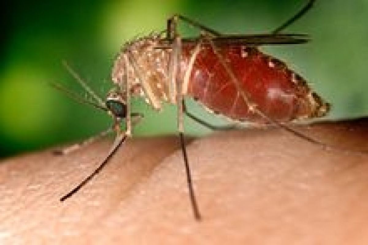 Sembilan tindakan hukum infeksi virus West Nile terkonfirmasi pada Belanda