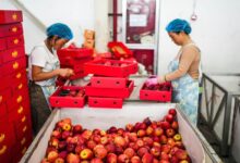 Industri apel tingkatkan pendapatan warga ke Weining, China