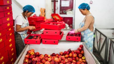 Industri apel tingkatkan pendapatan warga ke Weining, China