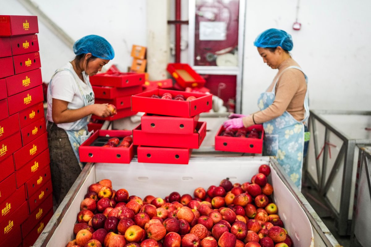 Industri apel tingkatkan pendapatan warga ke Weining, China