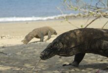 Kenapa komodo cuma ada ke Indonesia? Hal ini alasannya