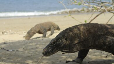 Kenapa komodo cuma ada ke Indonesia? Hal ini alasannya
