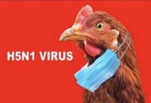 Uruguay tetapkan status darurat kebugaran akibat flu burung