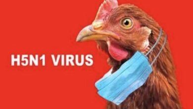 Uruguay tetapkan status darurat kebugaran akibat flu burung